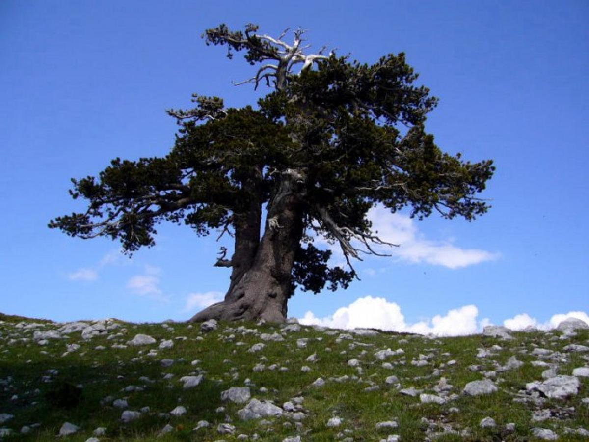 B&B Sole Del Pollino Rotonda Exteriör bild